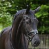 Anatomische Trense Solaris (schwarz/schwarz unterlegt) – Bild 2